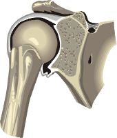 Shoulder joint diagram
